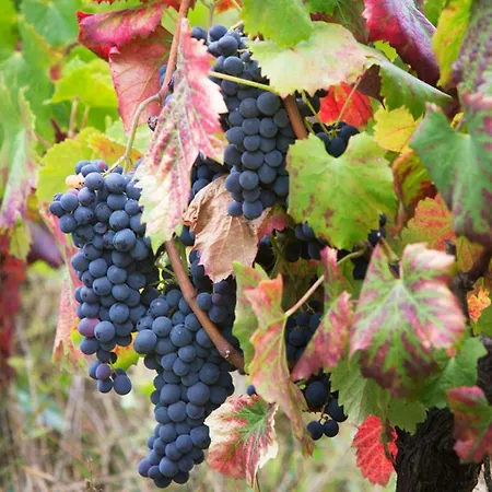 Quinta De Santa Julia *